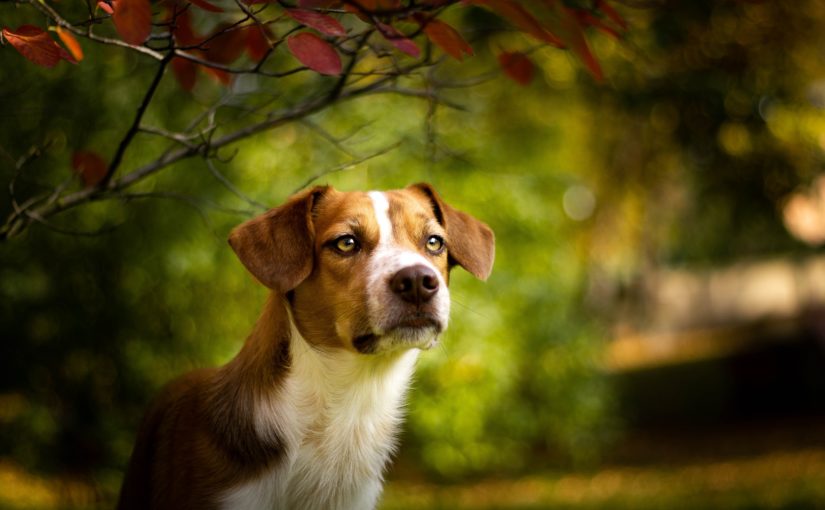 Steven Downs Deal Bloodhound: Some Fresh Phone Deals